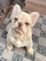 Phoebe🎆, a female French Bulldog for sale in Fontana, CA – Photo 2 of 9
