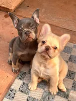 Phoebe🎆, a female French Bulldog for sale in Fontana, CA – Photo 4 of 9