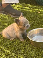 Nehemiah (FLUFFY) ⚜️, a male French Bulldog for sale in Fontana, CA – 2 of 7