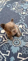 Sabrina, a female French Bulldog for sale in Fontana, CA – 6 of 9