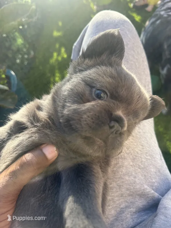 Nathaniel (FLUFFY)⚜️ – French Bulldog puppy for sale in Fontana, CA