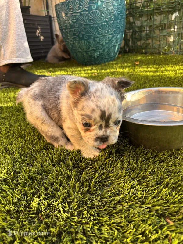 Naomi (Fluffy)⚜️ – French Bulldog puppy for sale in Fontana, CA