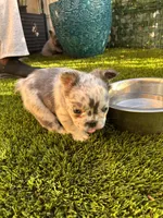 Naomi (Fluffy)⚜️, a female French Bulldog for sale in Fontana, CA – 1 of 7
