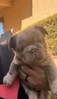 Steve, a male French Bulldog for sale in Fontana, CA – 8 of 10