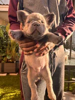 Nehemiah (FLUFFY) ⚜️, a male French Bulldog for sale in Fontana, CA – 9 of 10
