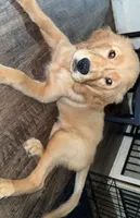 Bonnie, a female Golden Retriever for sale in Fresno, CA – 1 of 3
