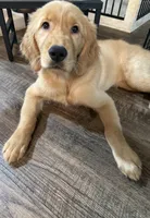 Bonnie, a female Golden Retriever for sale in Fresno, CA – 3 of 3
