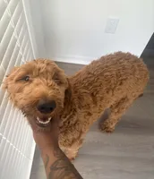 Zoey, a male Goldendoodle for sale in Columbus, GA – Photo 1 of 2