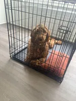 Zoey, a male Goldendoodle for sale in Columbus, GA – Photo 2 of 2