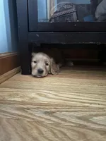 Pinkie, a female Golden Retriever for sale in Chicago, IL – Photo 5 of 6