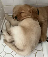 Pinkie, a female Golden Retriever for sale in Chicago, IL – Photo 2 of 6