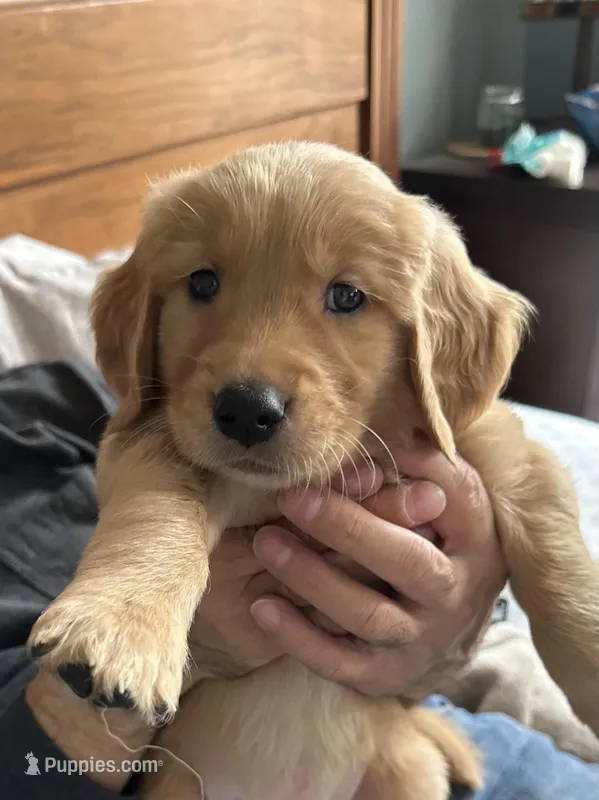 Pinkie – Golden Retriever puppy for sale in Chicago, IL