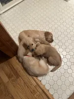 Pinkie, a female Golden Retriever for sale in Chicago, IL – Photo 4 of 6