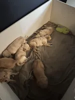 Pinkie, a female Golden Retriever for sale in Chicago, IL – Photo 3 of 6