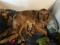 Pinkie, a female Golden Retriever for sale in Chicago, IL – Photo 6 of 6