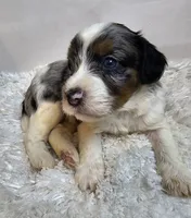 Russet, a male Miniature Bernedoodle for sale in Cabool, MO – 4 of 5