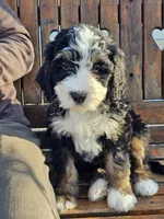 Buddy, a male Bernedoodle for sale in Cabool, MO – Photo 1 of 3