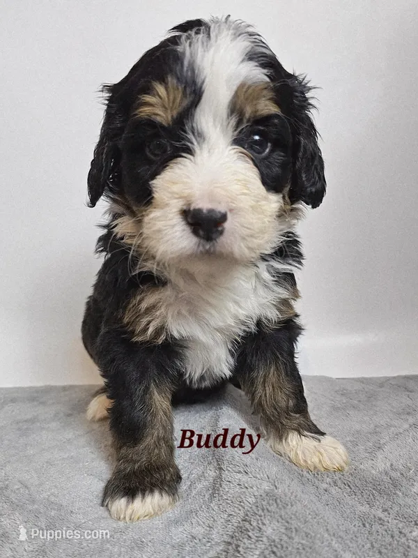 Buddy – Bernedoodle puppy for sale in Cabool, MO