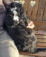 Buddy, a male Bernedoodle for sale in Cabool, MO – Photo 3 of 3