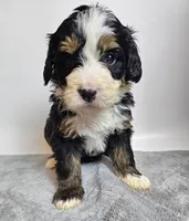 Buddy, a male Bernedoodle for sale in Cabool, MO – Photo 3 of 4