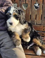 Buddy, a male Bernedoodle for sale in Cabool, MO – Photo 2 of 3