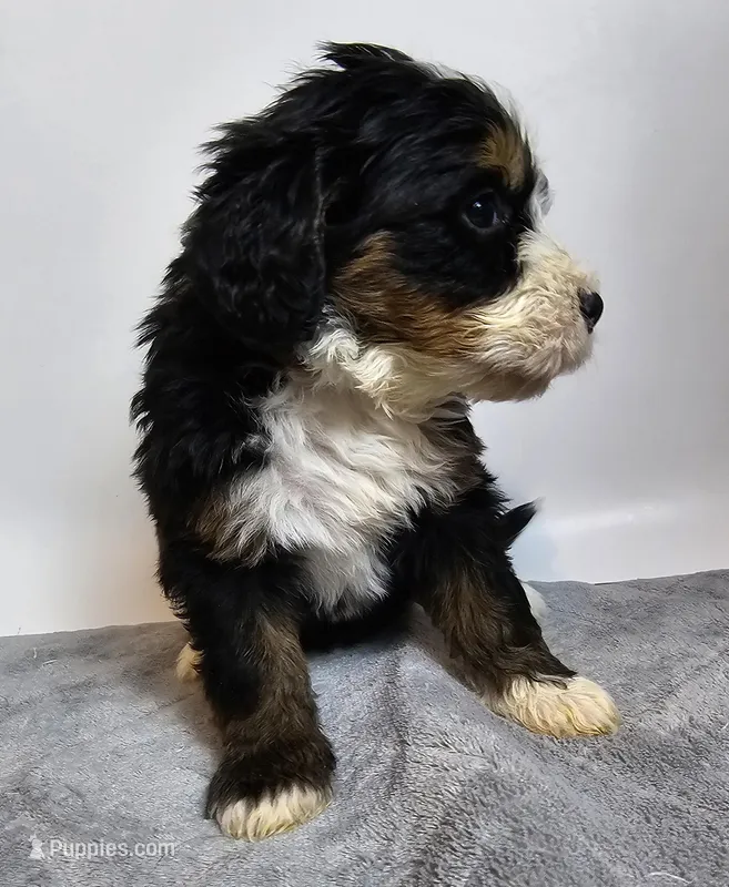 Buddy, a male Bernedoodle for sale in Cabool, MO – Photo 1 of 4