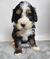Buddy, a male Bernedoodle for sale in Cabool, MO – Photo 4 of 4