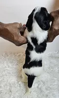 Amaya, a female Miniature Bernedoodle for sale in Cabool, MO – 5 of 5