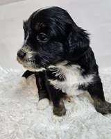 Althea , a female Miniature Bernedoodle for sale in Cabool, MO – 5 of 5