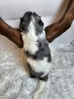 Autumn, a female Miniature Bernedoodle for sale in Cabool, MO – 2 of 5