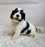 Keith, a male Miniature Bernedoodle for sale in Cabool, MO – 4 of 5