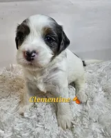 Clementine , a female Miniature Bernedoodle for sale in Cabool, MO – 4 of 5