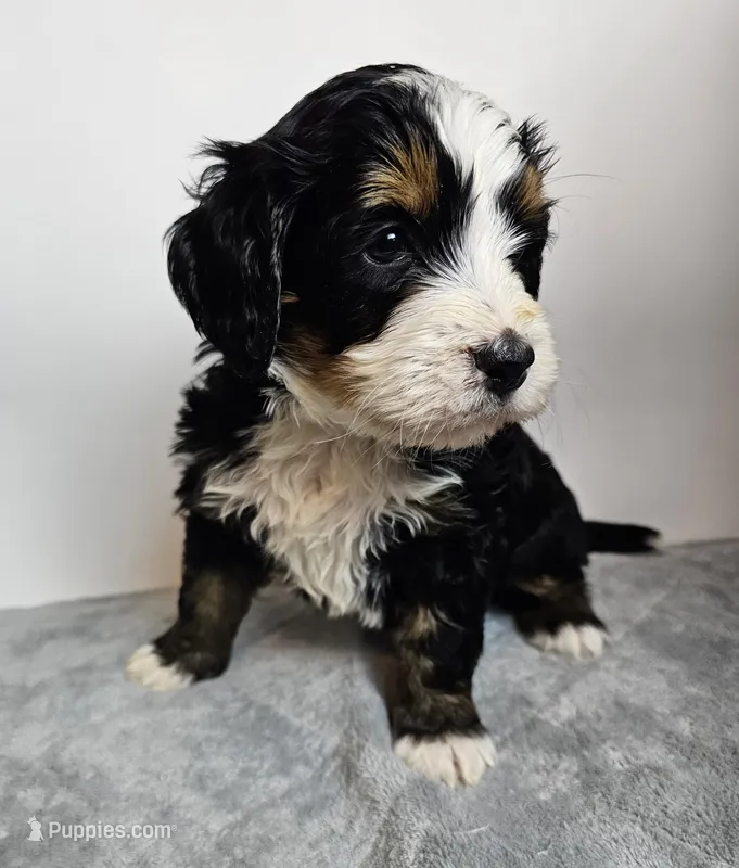 Baxter , a male Bernedoodle for sale in Cabool, MO – Photo 1 of 4
