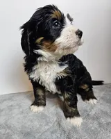 Baxter , a male Bernedoodle for sale in Cabool, MO – Photo 3 of 4