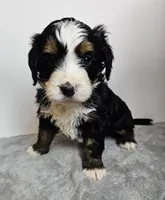 Baxter , a male Bernedoodle for sale in Cabool, MO – Photo 2 of 4