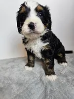 Baxter , a male Bernedoodle for sale in Cabool, MO – Photo 4 of 4