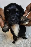 Maisie , a female Miniature Bernedoodle for sale in Cabool, MO – 3 of 5