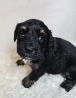 Maisie , a female Miniature Bernedoodle for sale in Cabool, MO – 5 of 5