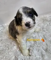 Autumn, a female Miniature Bernedoodle for sale in Cabool, MO – 1 of 5