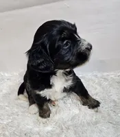 Althea , a female Miniature Bernedoodle for sale in Cabool, MO – 2 of 5