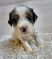 Clementine , a female Miniature Bernedoodle for sale in Cabool, MO – 1 of 5