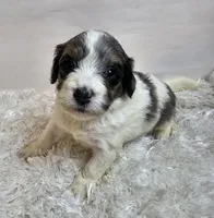 Autumn, a female Miniature Bernedoodle for sale in Cabool, MO – 3 of 5