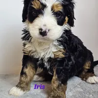 Iris, a female Bernedoodle for sale in Cabool, MO – Photo 3 of 4