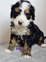 Iris, a female Bernedoodle for sale in Cabool, MO – Photo 3 of 4