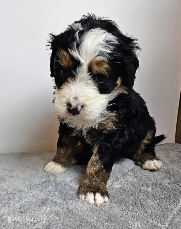 Iris, a female Bernedoodle for sale in Cabool, MO – Photo 1 of 4