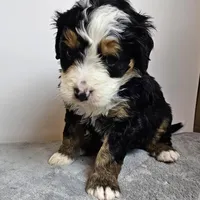 Iris, a female Bernedoodle for sale in Cabool, MO – Photo 1 of 4