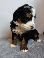 Iris, a female Bernedoodle for sale in Cabool, MO – Photo 2 of 4