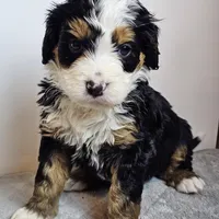 Iris, a female Bernedoodle for sale in Cabool, MO – Photo 4 of 4