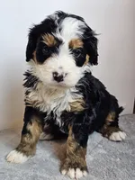 Iris, a female Bernedoodle for sale in Cabool, MO – Photo 4 of 4