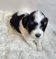 Keith, a male Miniature Bernedoodle for sale in Cabool, MO – 3 of 5